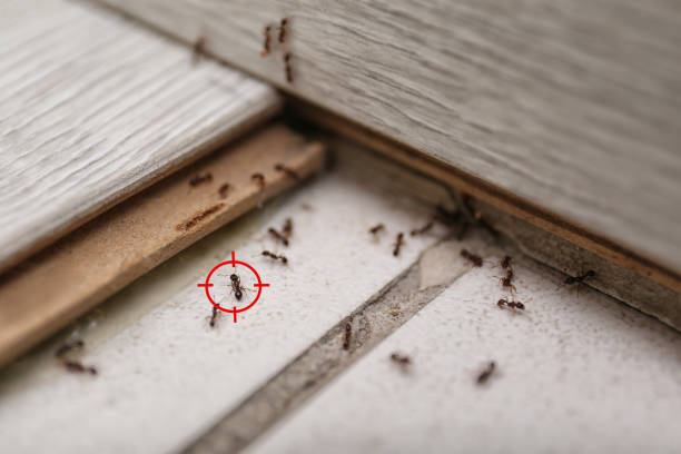 Best Pest Prevention Services  in Kgsford Heights, IN
