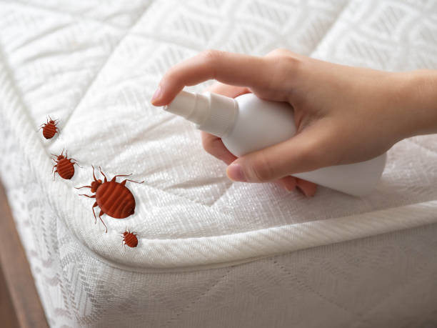 Best Flea Control Services  in Kgsford Heights, IN